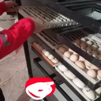 دستگاه جوجه کشی از من تخم نطفه دار از شما