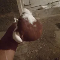 کفر طوقی زوردار|پرنده|کرمانشاه, |دیوار