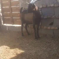 کره نر آلپاین