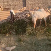 فروش نربز پا کستانی