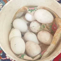 تخم غاز نطفه دار صددرصد نطفه تخفیف هم داره