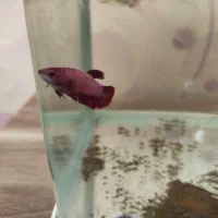 فایتر نر و ماده|ماهی|کرمانشاه, |دیوار