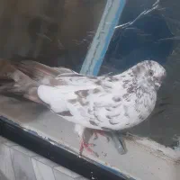 درنسیم‌شهر‌