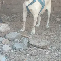 سگ ماده سرابی توله کشی|سگ|تربت‌حیدریه, بهزیستی|دیوار