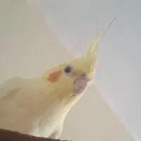 عروس هلندی ماده