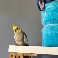 عروس هلندی گم شده