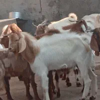 بزوکهره|حیوانات مزرعه|برازجان, |دیوار