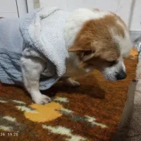 سگ نژاد جک راسل تریر حیوان خانگی