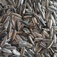 تخمه خام درجه یک