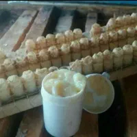 عسل کلی جزئی|خوردنی و آشامیدنی|مشهد, گلبرگ شمالی|دیوار