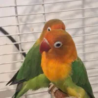 یه جفت طوطی برزیلی