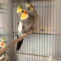 جفت عروس هلندی مولد