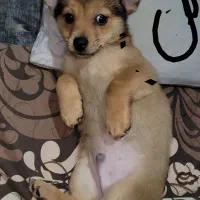 دوتا توله میکس یه  نر دو ماهه ونیم دانه ای 6میلیون