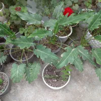 گلهای خیلی تمیز|گل و گیاه طبیعی|رشت, گلباغ نماز|دیوار