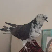 کفتر ماده