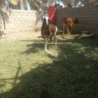 فروش فوری بره شیرازی