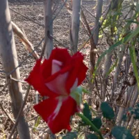 گل به قیمت گلدان