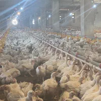 کارگر مرغداری|استخدام صنعتی، فنی، مهندسی|سقز, |دیوار