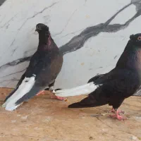 پرنده،کبوتر،اشعل،دمب سفید|پرنده|اهواز, سپیدار|دیوار