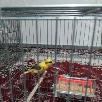 قناری نر|پرنده|گلستان (تهران), |دیوار