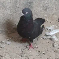 تهرانی خوشگل