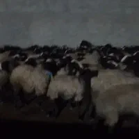 میش های بسیار درشت و وزن بالا و دوقلوزاء شال|حیوانات مزرعه|شال, |دیوار