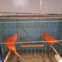 قناری رد فکتور|پرنده|بهبهان, |دیوار