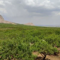 انواع طرح عمان خام،مثمر