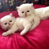بچه گربه های پرشین سوپر فلت