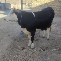 گوساله ماده سیمنیتال