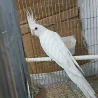 طوطی عروس هلندی مولدرزان همراه باجوجه لوتینوالبینو