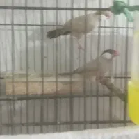 یک جفت فنچ نرگسی شکلاتی
