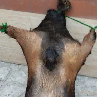 هیزه جای روغن نو|ظروف نگهدارنده، پلاستیکی، یکبارمصرف|بروجرد, |دیوار