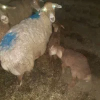 گوسفند میش بره دار