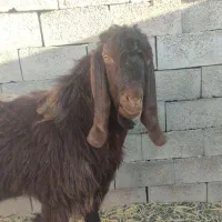 بزنر|حیوانات مزرعه|فریمان, |دیوار