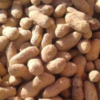 بادام زمینی با پوست(حراج)|عمده‌فروشی|بندر ماهشهر, |دیوار