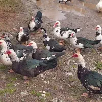 خروس سفیدبخون واردک اسرائیلی