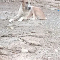 سگ درشت هیکلی|سگ|زابل, |دیوار