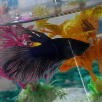 ماهی فایتر جفت|ماهی|مشهد, محمدآباد|دیوار