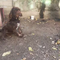 سگ موسیمی دنبلانی