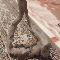 چوب ابنوس پمپ و لوازم اکواریوم