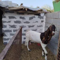 گوسفند نژاد دار همه یکجا بفروش میرسد