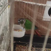 گرینچیک جفت ( سالم )