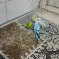 یه جفت مرغ عشق خوش رنگ