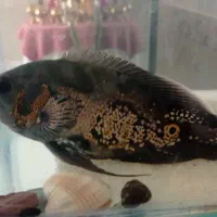 ماهی لجن خارو اسکار