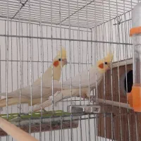 جفت مولد و جوجه عروس هلندی سرلاکی|پرنده|مرند, |دیوار