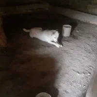 سگ گوسفندی|سگ|شیروان (خراسان), |دیوار
