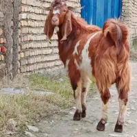 بزغاله نر اصل جنس