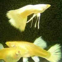 گوپی ریبون (فنس)،کت پوزه بوته ای،کف خوار کوریدراس