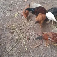 فروش جوجه بوقلمون  جوجه مرغ ۳ ماهه